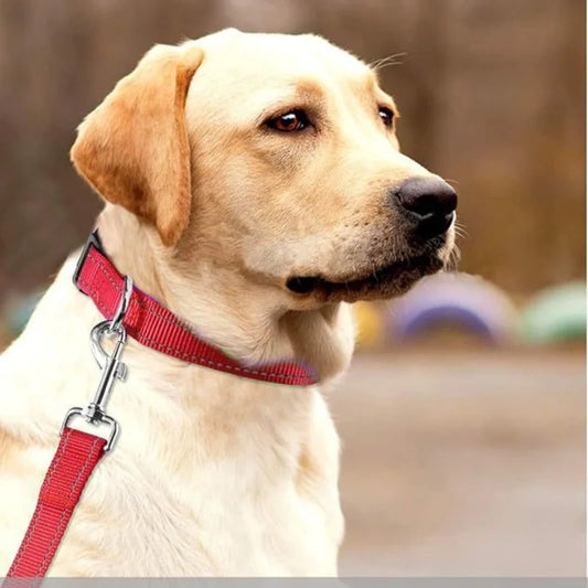 Reflective Dog Collar - Adjustable Safety Strap