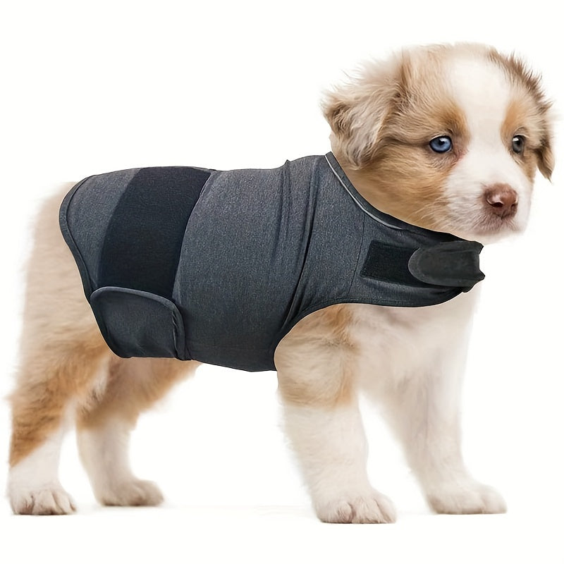 Small dog wearing grey thermal calming anxiety vest
