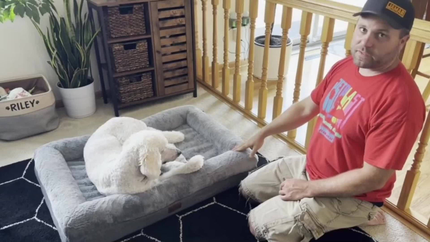 Orthopedic Dog Bed - Extra Large Washable