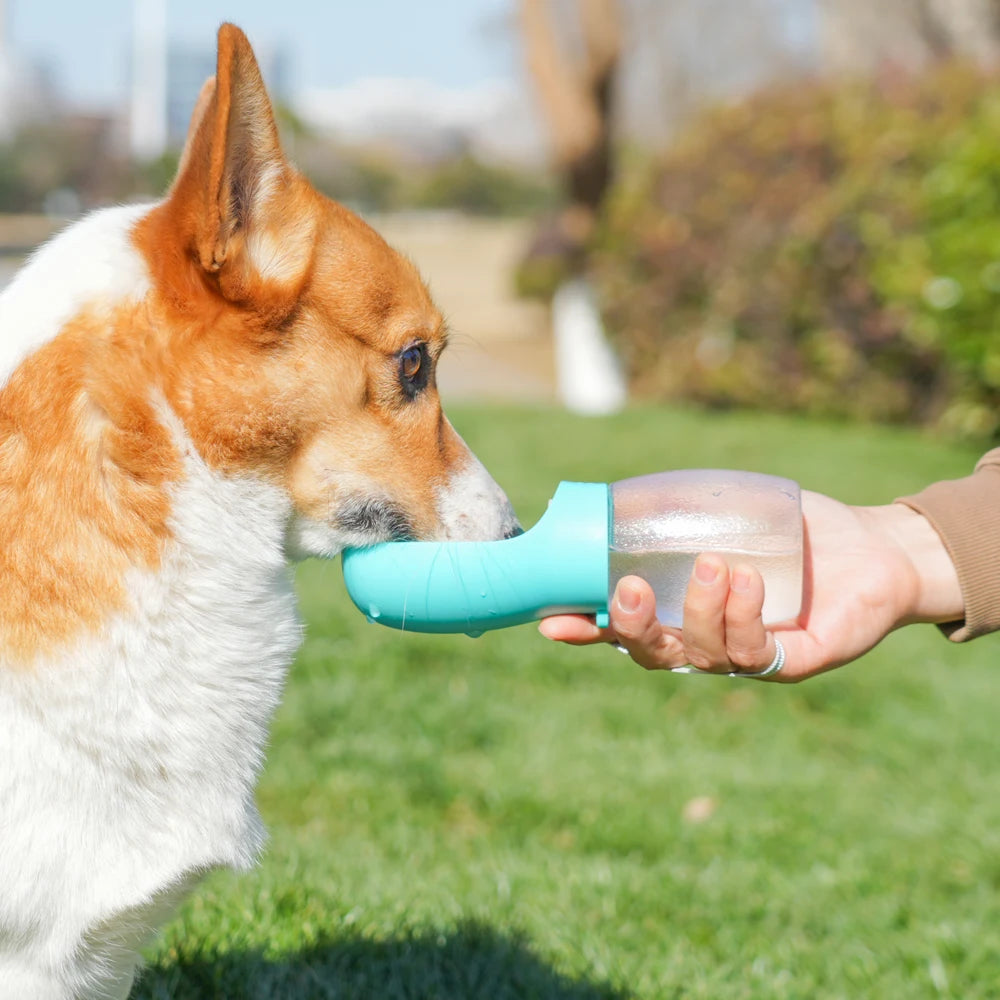 Dog drinking from a teal water bottle held by a person outdoors.