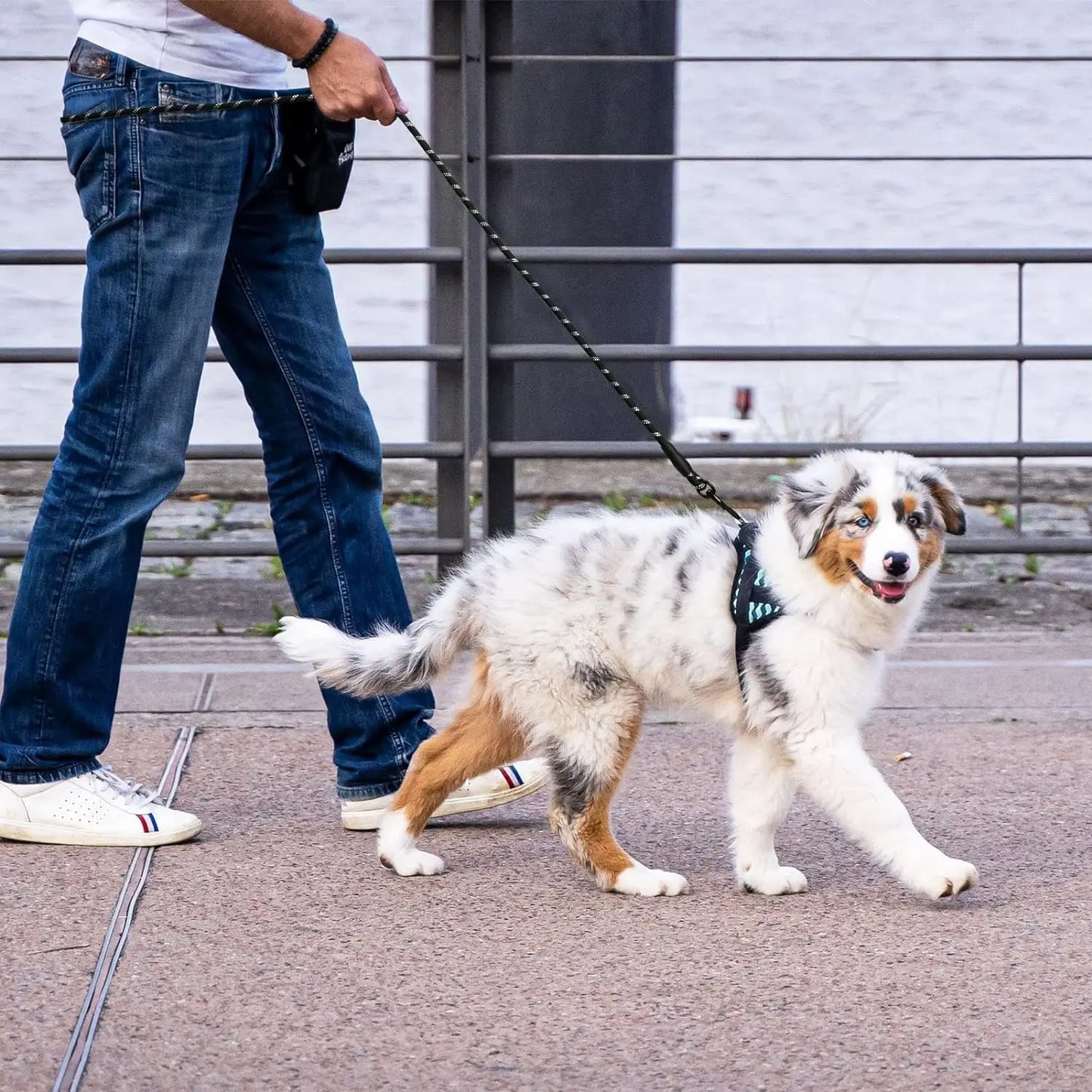 Reflective Dog Leash 2M - Padded Handle for Night Walking